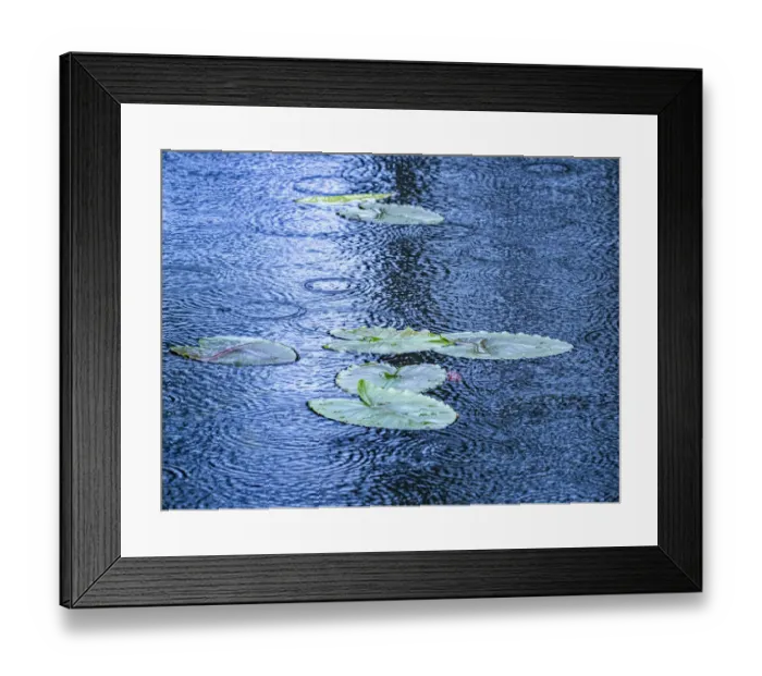 Framed Print : USA, Washington State, Pacific Northwest Sammamish trail Yellow Lake and lily pads in rain Framed Print : USA, Washington State, Pacific Northwest Sammamish trail Yellow Lake and lily pads in rain