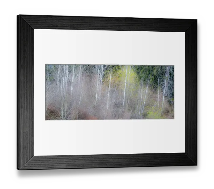 Framed Print : USA, Washington State, Sammamish springtime and alder and willow trees in early spring pano