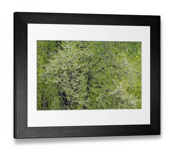 Framed Print : USA, Washington State, Pacific Northwest, Fall City springtime and flowering wild Cherry amongst Cottonwood trees Framed Print : USA, Washington State, Pacific Northwest, Fall City springtime and flowering wild Cherry amongst Cottonwood trees