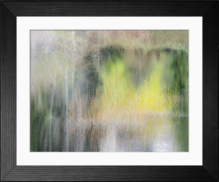 Framed Print : USA, Washington State, Sammamish springtime willow trees in early spring in small pond Framed Print : USA, Washington State, Sammamish springtime willow trees in early spring in small pond