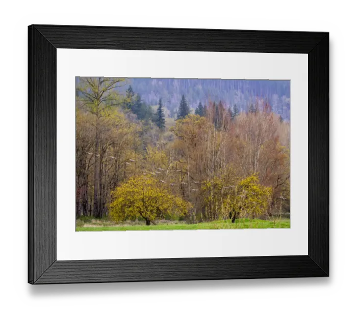 Framed Print : USA, Washington State, Carnation early spring and trees just budding out and Canada Geese taking flight Framed Print : USA, Washington State, Carnation early spring and trees just budding out and Canada Geese taking flight