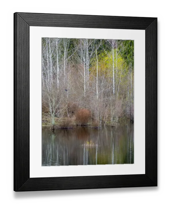Framed Print : USA, Washington State, Sammamish springtime and alder trees and their reflections in small pond