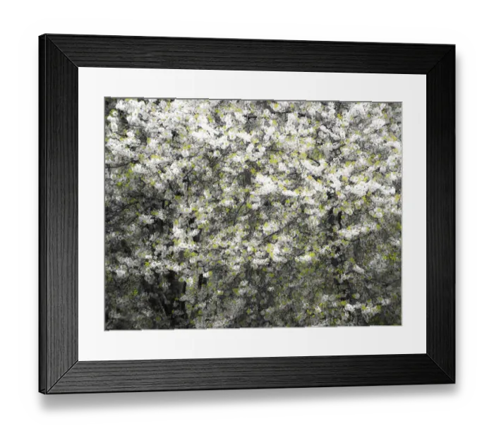 Framed Print : USA, Washington State, Pacific Northwest, Fall City springtime and flowering wild Cherry amongst Cottonwood trees Framed Print : USA, Washington State, Pacific Northwest, Fall City springtime and flowering wild Cherry amongst Cottonwood trees