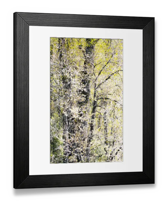 Framed Print : USA, Washington State, Fall City wild cherry springtime blooming Framed Print : USA, Washington State, Fall City wild cherry springtime blooming
