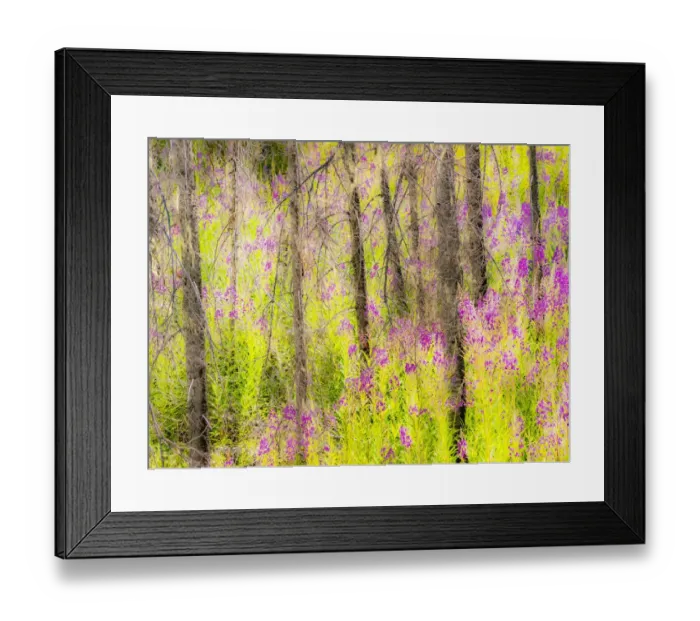 Framed Print : USA, Washington State, burnt forest and fire weed along Lake Cle Elum Washington Cascades Framed Print : USA, Washington State, burnt forest and fire weed along Lake Cle Elum Washington Cascades