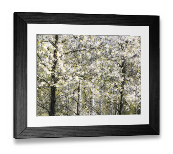 Framed Print : USA, Washington State, Fall City wild cherry springtime blooming Framed Print : USA, Washington State, Fall City wild cherry springtime blooming