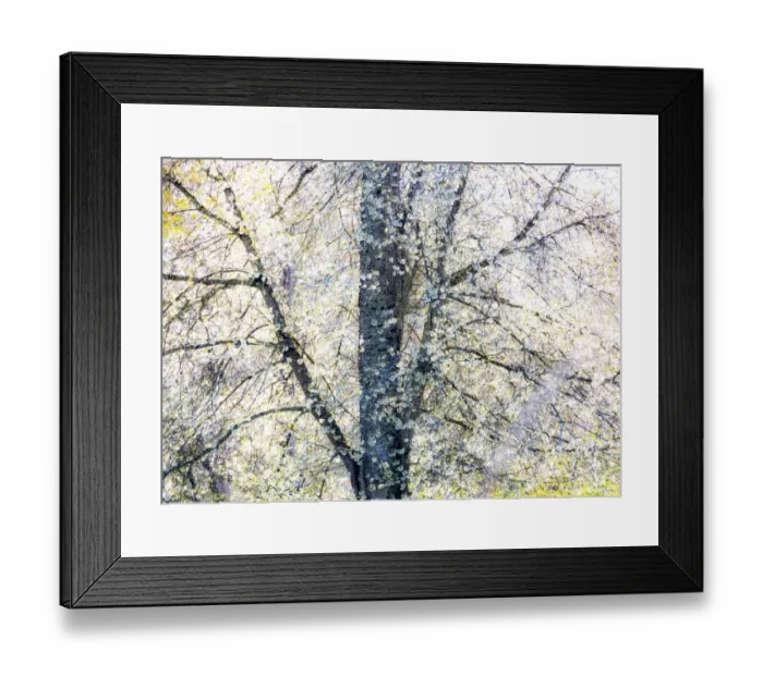 Framed Print : USA, Washington State, Fall City wild cherry springtime blooming