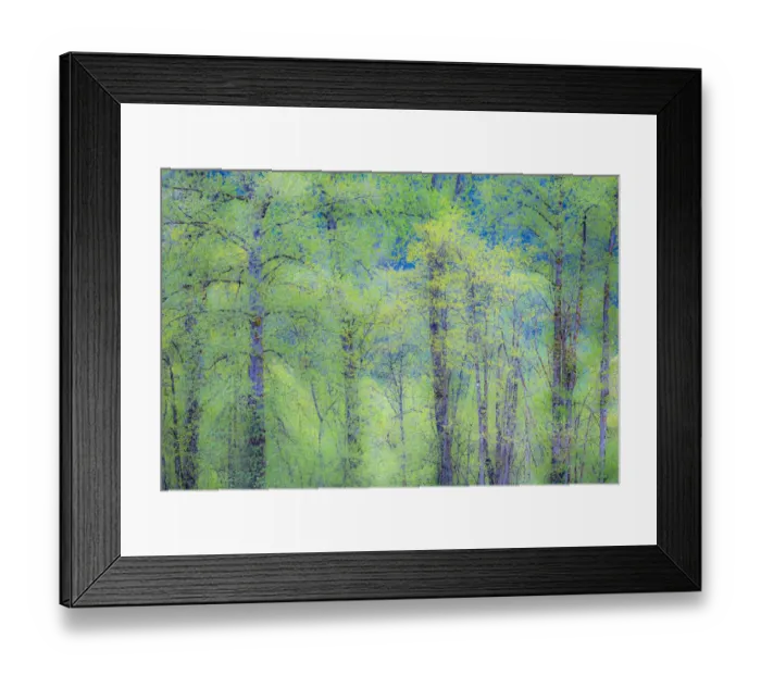 Framed Print : USA, Washington State, Pacific Northwest Preston and just leafing out Cottonwoods Framed Print : USA, Washington State, Pacific Northwest Preston and just leafing out Cottonwoods