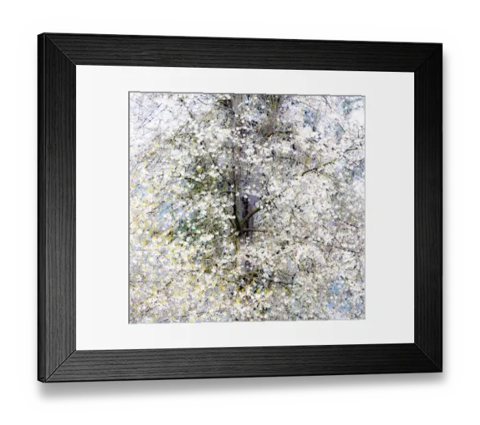Framed Print : USA, Washington State, Fall City wild cherry springtime blooming Framed Print : USA, Washington State, Fall City wild cherry springtime blooming
