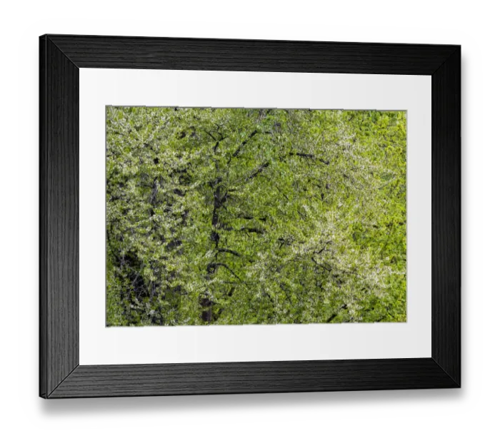Framed Print : USA, Washington State, Pacific Northwest, Fall City springtime and flowering wild Cherry amongst Cottonwood trees Framed Print : USA, Washington State, Pacific Northwest, Fall City springtime and flowering wild Cherry amongst Cottonwood trees