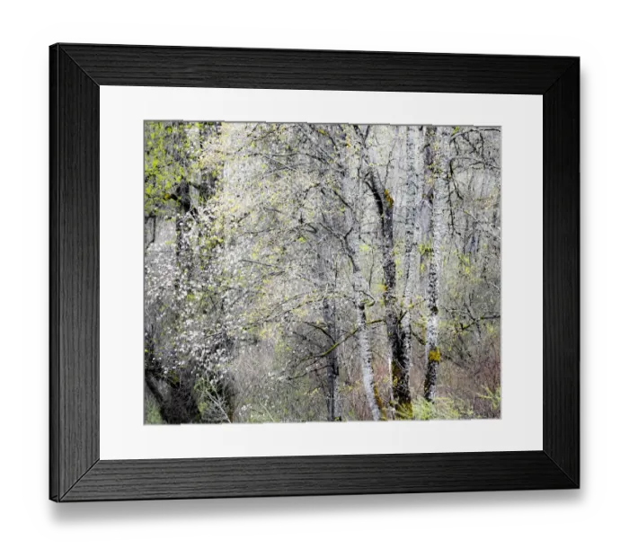 Framed Print : USA, Washington State, Fall City, Springtime cherry trees blooming along Snoqualmie River Framed Print : USA, Washington State, Fall City, Springtime cherry trees blooming along Snoqualmie River