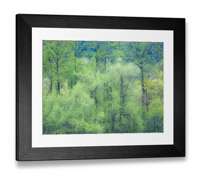 Framed Print : USA, Washington State, Pacific Northwest Preston and just leafing out Cottonwoods Framed Print : USA, Washington State, Pacific Northwest Preston and just leafing out Cottonwoods
