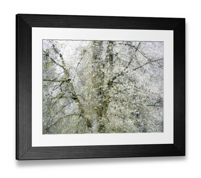 Framed Print : USA, Washington State, Fall City wild cherry springtime blooming
