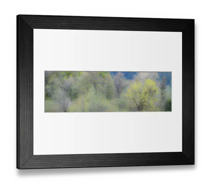 Framed Print : USA, Washington State, Pacific Northwest, Fall City springtime and Cottonwood trees just budding out Framed Print : USA, Washington State, Pacific Northwest, Fall City springtime and Cottonwood trees just budding out