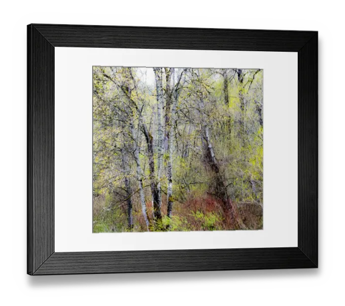 Framed Print : USA, Washington State, Fall City Cottonwoods just budding out in the spring along the Snoqualmie River