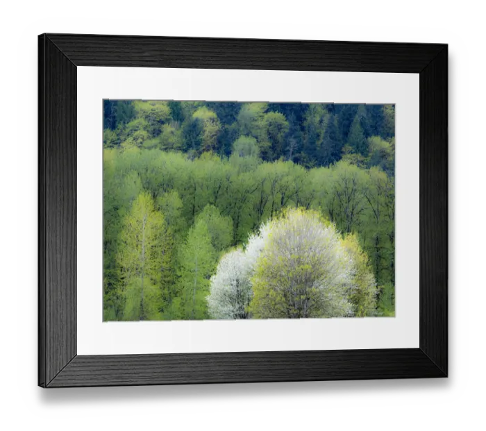 Framed Print : USA, Washington State, Pacific Northwest, Fall City springtime and flowering wild Cherry amongst Cottonwood trees