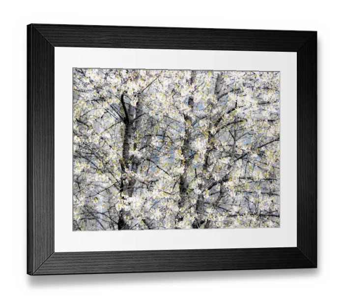 Framed Print : USA, Washington State, Fall City wild cherry springtime blooming