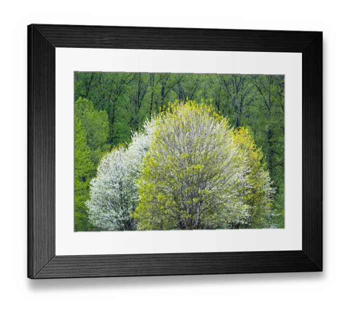 Framed Print : USA, Washington State, Pacific Northwest, Fall City springtime and flowering wild Cherry amongst Cottonwood trees Framed Print : USA, Washington State, Pacific Northwest, Fall City springtime and flowering wild Cherry amongst Cottonwood trees