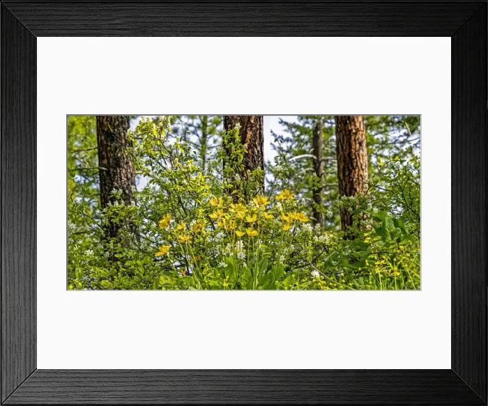 Framed Print : USA, Washington State, Leavenworth Balsamroot blooming amongst Ponderosa Pine Framed Print : USA, Washington State, Leavenworth Balsamroot blooming amongst Ponderosa Pine