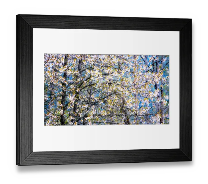 Framed Print : USA, Washington State, Fall City wild cherry springtime blooming