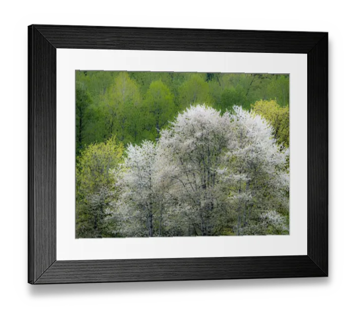 Framed Print : USA, Washington State, Pacific Northwest, Fall City springtime and flowering wild Cherry amongst Cottonwood trees
