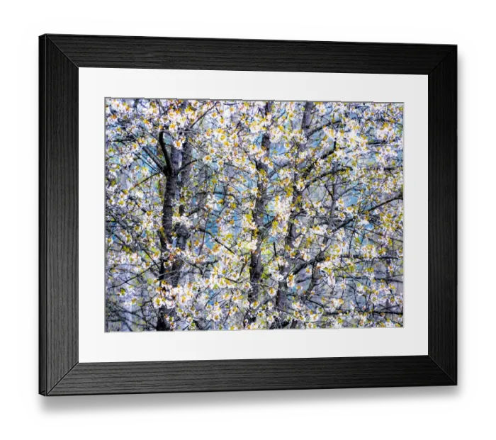 Framed Print : USA, Washington State, Fall City wild cherry springtime blooming Framed Print : USA, Washington State, Fall City wild cherry springtime blooming