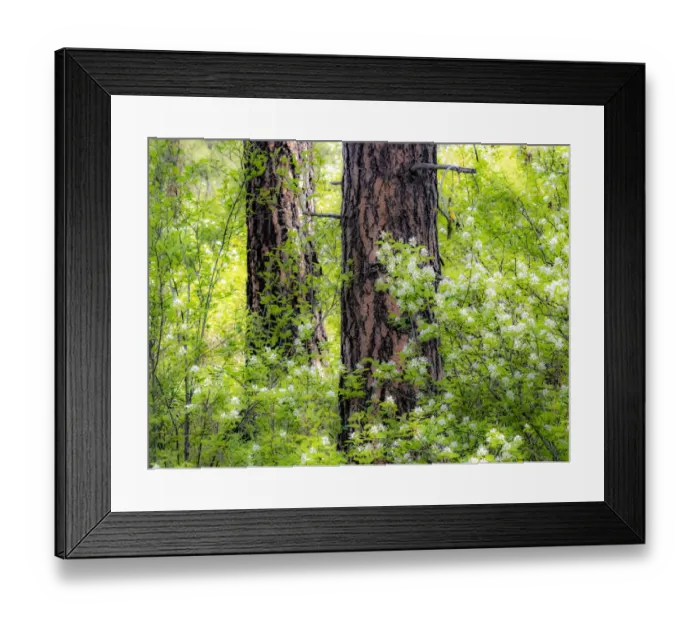 Framed Print : USA, Washington State, Leavenworth white flowering bush amongst Ponderosa Pine Framed Print : USA, Washington State, Leavenworth white flowering bush amongst Ponderosa Pine