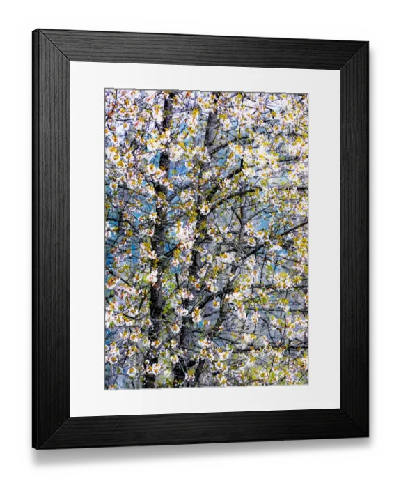 Framed Print : USA, Washington State, Fall City wild cherry springtime blooming Framed Print : USA, Washington State, Fall City wild cherry springtime blooming