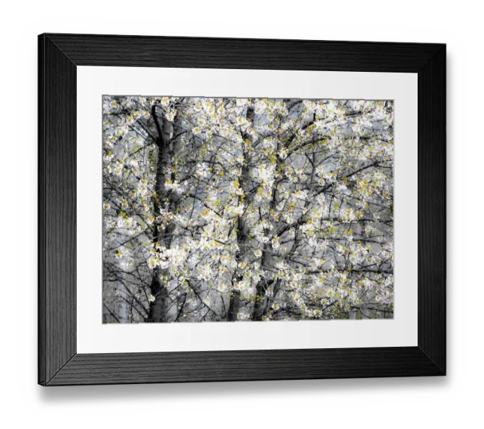 Framed Print : USA, Washington State, Fall City wild cherry springtime blooming Framed Print : USA, Washington State, Fall City wild cherry springtime blooming