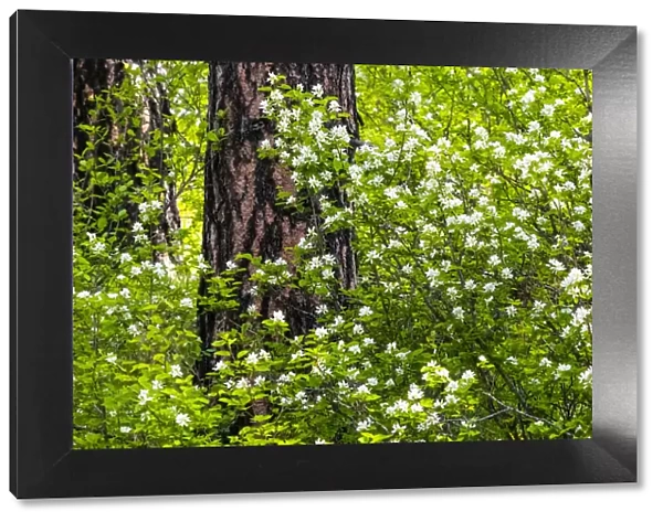 USA, Washington State, Leavenworth white flowering bush amongst Ponderosa Pine
