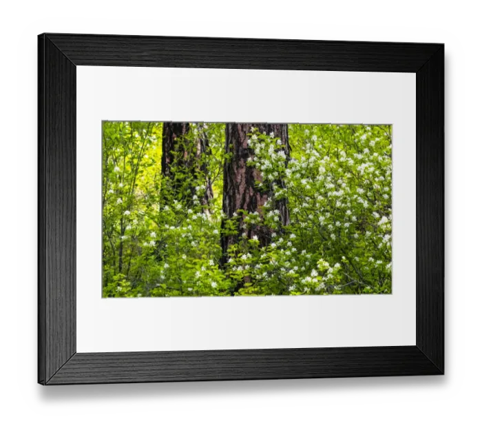 Framed Print : USA, Washington State, Leavenworth white flowering bush amongst Ponderosa Pine Framed Print : USA, Washington State, Leavenworth white flowering bush amongst Ponderosa Pine
