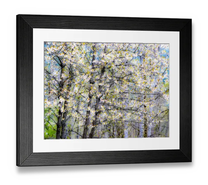 Framed Print : USA, Washington State, Fall City wild cherry springtime blooming Framed Print : USA, Washington State, Fall City wild cherry springtime blooming