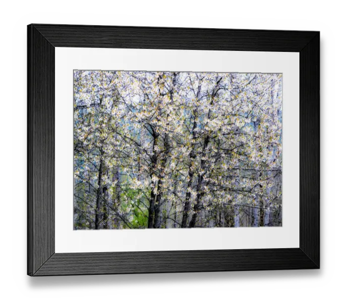 Framed Print : USA, Washington State, Fall City wild cherry springtime blooming Framed Print : USA, Washington State, Fall City wild cherry springtime blooming