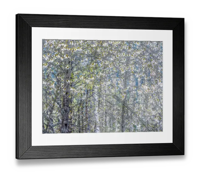 Framed Print : USA, Washington State, Fall City wild cherry springtime blooming Framed Print : USA, Washington State, Fall City wild cherry springtime blooming