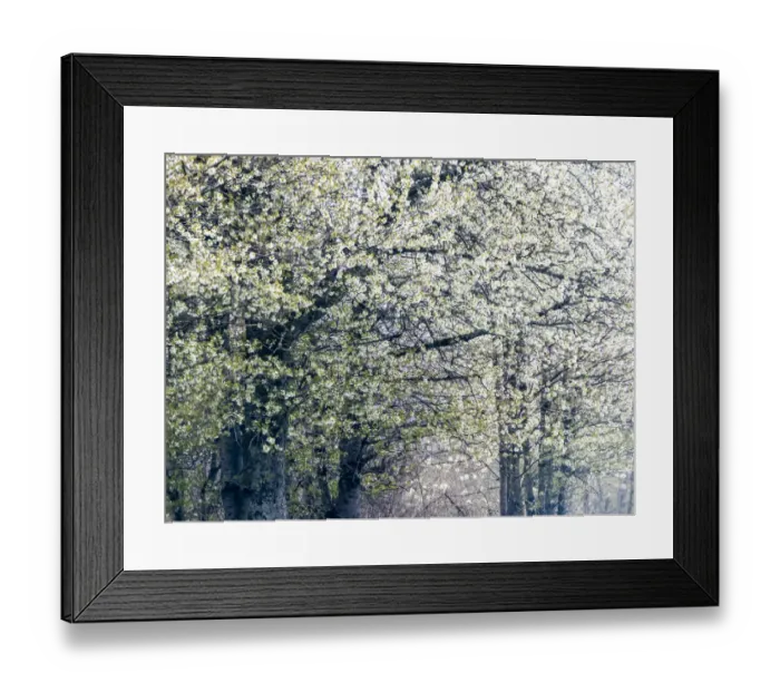Framed Print : USA, Washington State, Fall City wild cherry springtime blooming