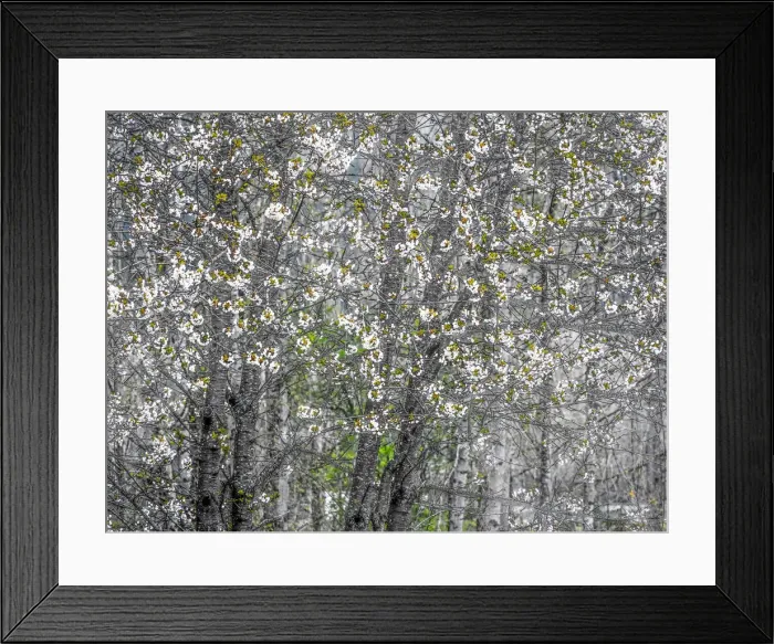 Framed Print : USA, Washington State, Fall City wild cherry springtime blooming Framed Print : USA, Washington State, Fall City wild cherry springtime blooming