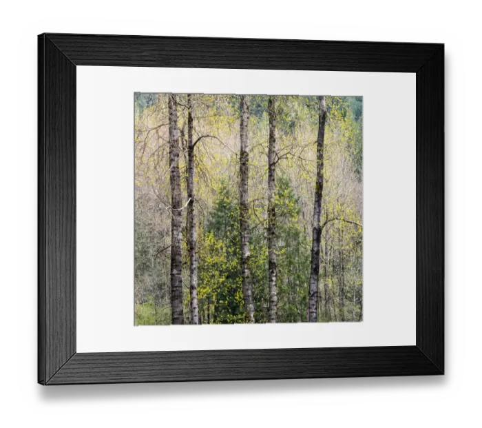 Framed Print : USA, Washington State, Fall City Cottonwoods just budding out in the spring along the Snoqualmie River