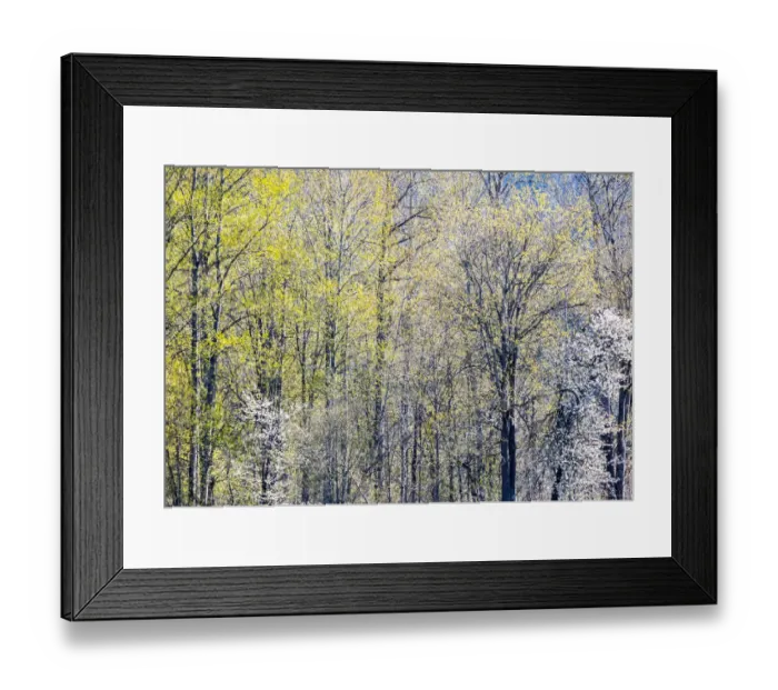 Framed Print : USA, Washington State, Fall City Cottonwoods just budding out in the spring along the Snoqualmie River Framed Print : USA, Washington State, Fall City Cottonwoods just budding out in the spring along the Snoqualmie River