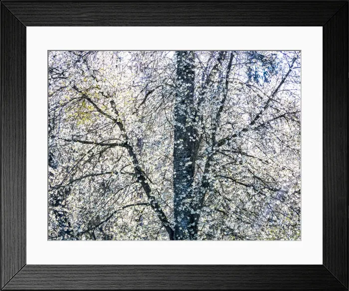 Framed Print : USA, Washington State, Fall City wild cherry springtime blooming Framed Print : USA, Washington State, Fall City wild cherry springtime blooming