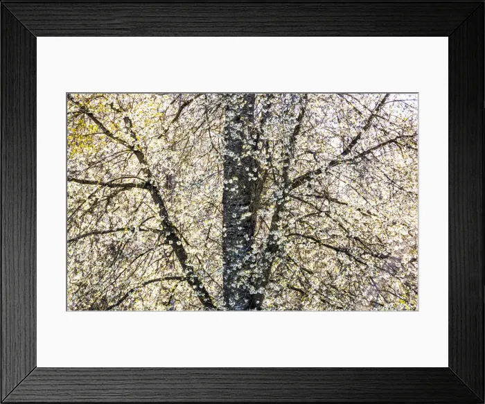 Framed Print : USA, Washington State, Fall City wild cherry springtime blooming Framed Print : USA, Washington State, Fall City wild cherry springtime blooming