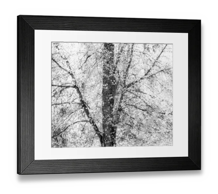 Framed Print : USA, Washington State, Fall City wild cherry springtime blooming Framed Print : USA, Washington State, Fall City wild cherry springtime blooming