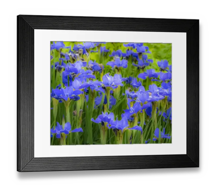 Framed Print : USA, Washington State, Pacific Northwest, Bellevue and the Bellevue Botanical Gardens springtime Framed Print : USA, Washington State, Pacific Northwest, Bellevue and the Bellevue Botanical Gardens springtime