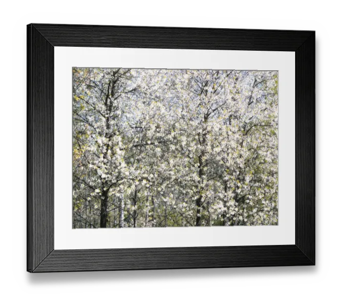 Framed Print : USA, Washington State, Fall City wild cherry springtime blooming