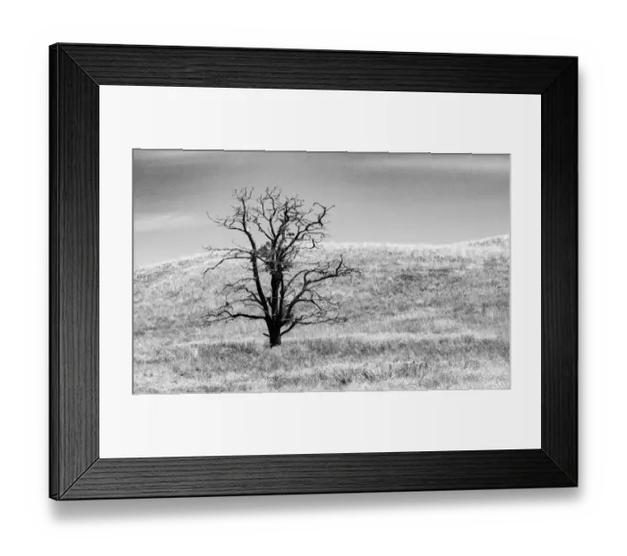 Framed Print : USA, Washington State, Eastern Washington, Benge. With lone dead tree in field of grasses Framed Print : USA, Washington State, Eastern Washington, Benge. With lone dead tree in field of grasses