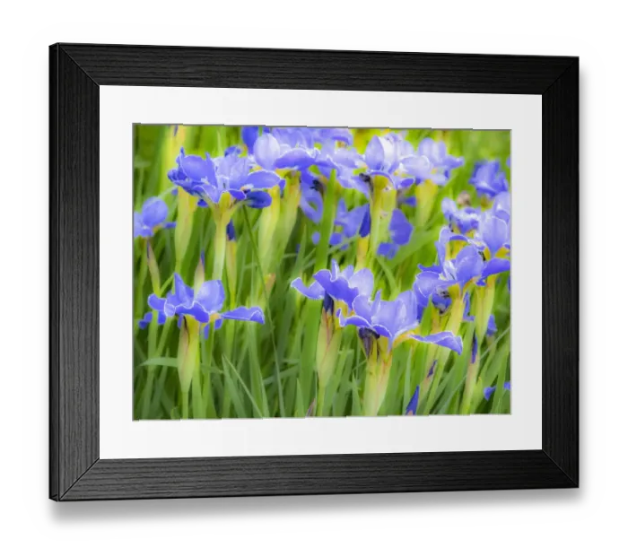 Framed Print : USA, Washington State, Pacific Northwest, Bellevue and the Bellevue Botanical Gardens springtime Framed Print : USA, Washington State, Pacific Northwest, Bellevue and the Bellevue Botanical Gardens springtime