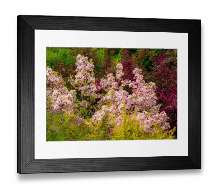 Framed Print : USA, Washington State, Pacific Northwest, Bellevue and the Bellevue Botanical Gardens springtime Framed Print : USA, Washington State, Pacific Northwest, Bellevue and the Bellevue Botanical Gardens springtime