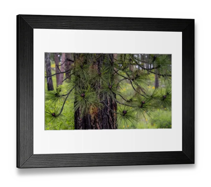 Framed Print : USA, Washington State, Table Mountain eastern Cascade Mountains and Ponderosa Pine