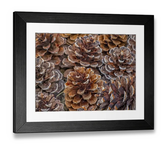 Framed Print : USA, Washington State, Table Mountain eastern Cascade Mountains Ponderosa Pine cones