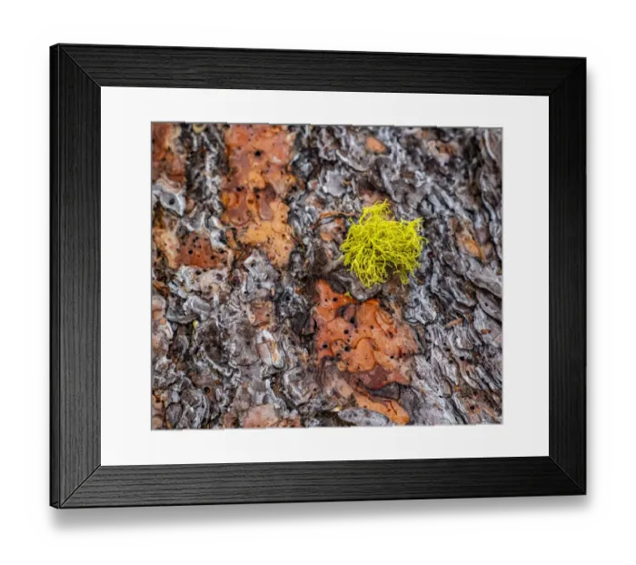 Framed Print : USA, Washington State, Table Mountain eastern Cascade Mountains Ponderosa Pine Bark