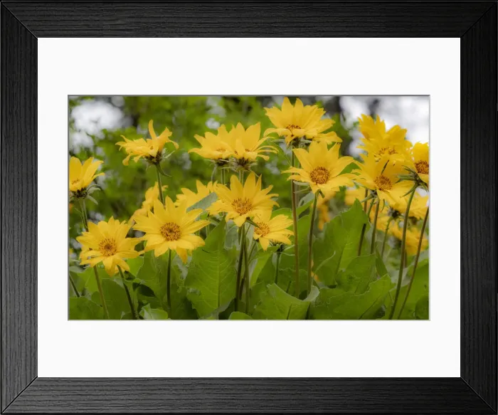 Framed Print : USA, Washington State, Table Mountain eastern Cascade Mountains Balsamroot